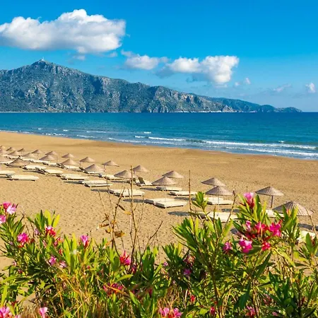 فيلة Sasha 2 أورتاجا