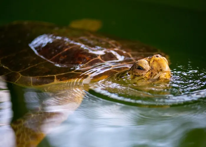 Sasha 2 Villa Ortaca (Mugla)