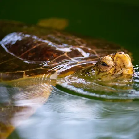 Sasha 2 Βίλα Ortaca (Mugla)